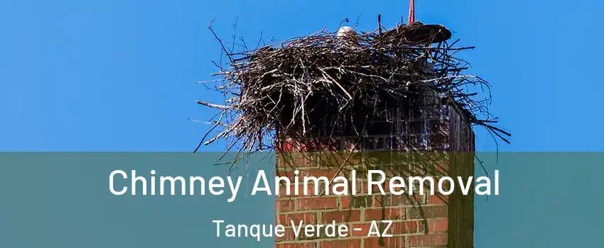 Chimney Animal Removal Tanque Verde - AZ